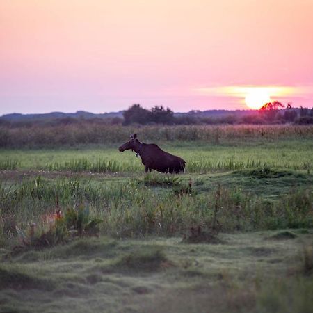 Domek Blisko Biebrzy Radzilow エクステリア 写真